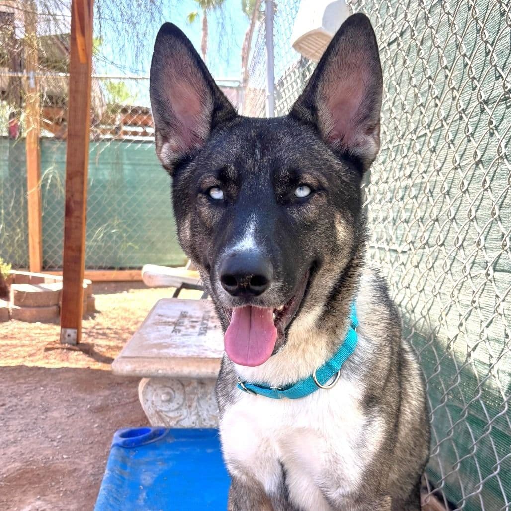 A husky shepherd mix dog in a play yard
